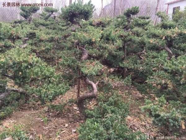 沭陽地柏的優勢