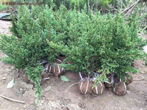 沭陽地柏苗的價(jià)格