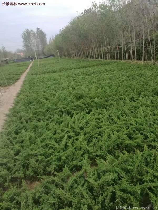 沭陽地柏苗的價(jià)格