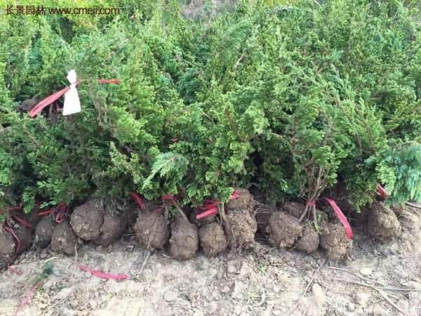 沭陽地柏苗的價(jià)格