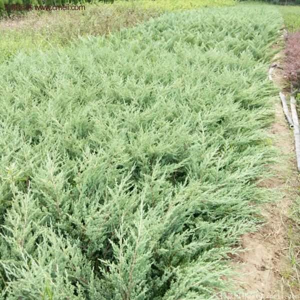 沭陽地柏苗的價(jià)格