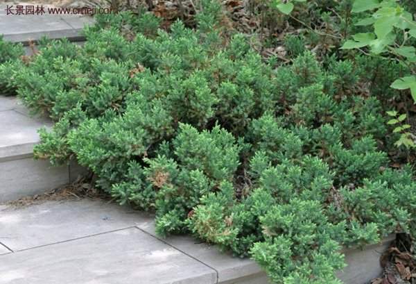 沭陽地柏苗的價(jià)格