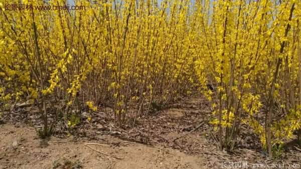 沭陽低價連翹苗