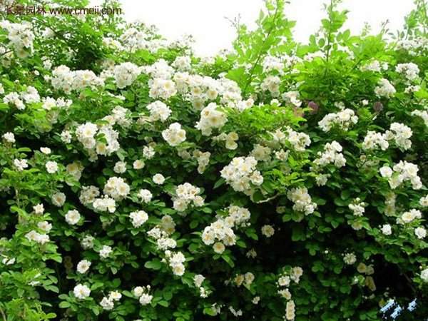 “顏值爆表”爬藤薔薇，看的心都醉了