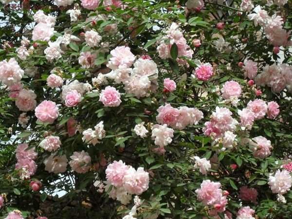 “顏值爆表”爬藤薔薇，看的心都醉了