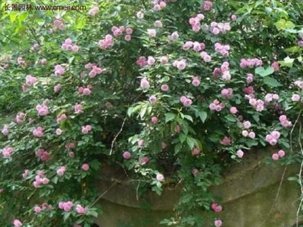 “顏值爆表”爬藤薔薇，看的心都醉了