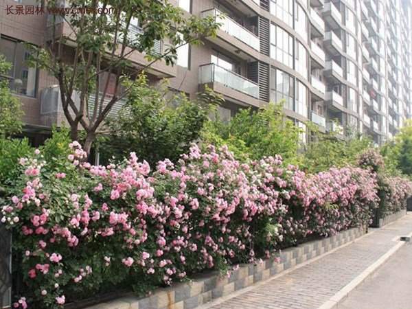 “顏值爆表”爬藤薔薇，看的心都醉了