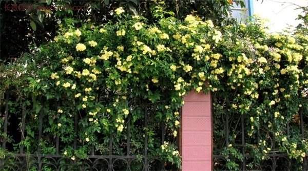 “顏值爆表”爬藤薔薇，看的心都醉了