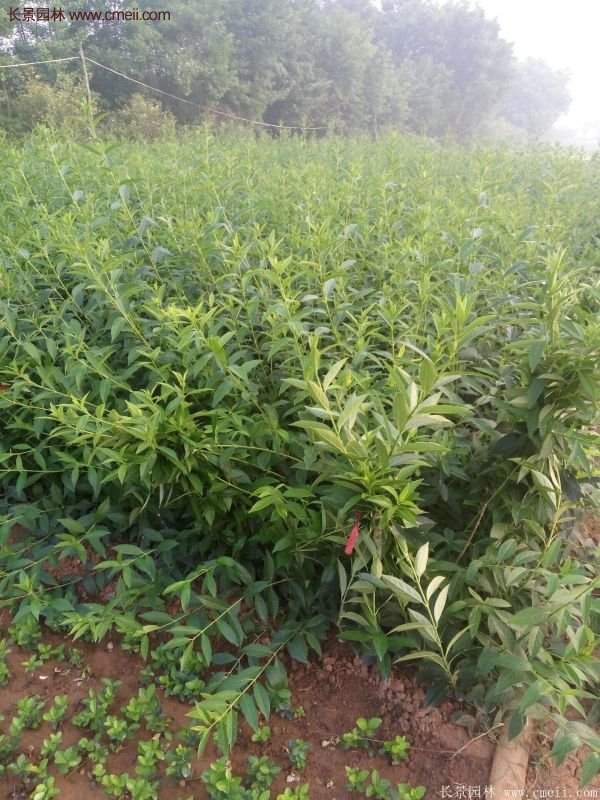 沭陽連翹的價(jià)格