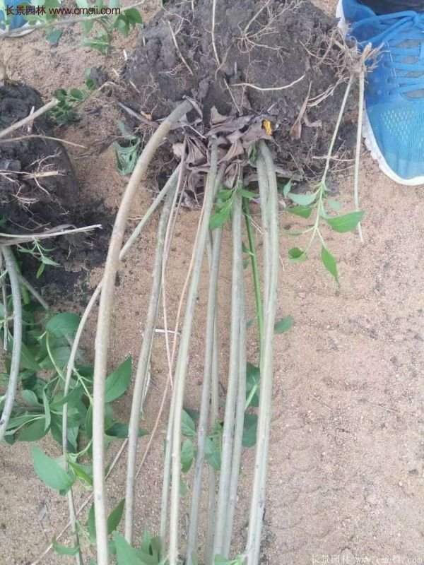 沭陽連翹的價(jià)格