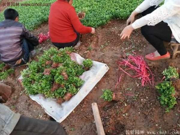 沭陽衛矛的行情 沭陽衛矛的行情