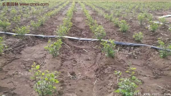 沭陽(yáng)紅葉衛(wèi)矛 沭陽(yáng)紅葉衛(wèi)矛