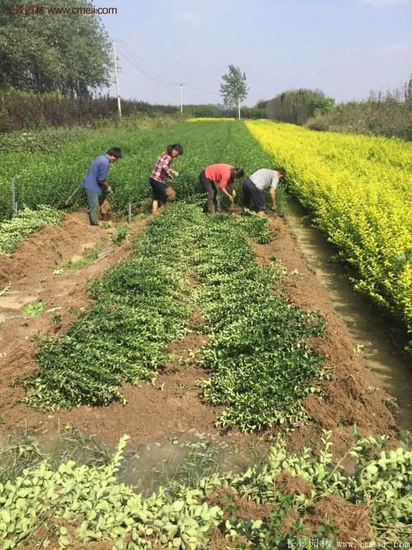 沭陽衛(wèi)矛球現(xiàn)場圖片 沭陽衛(wèi)矛球現(xiàn)場圖片