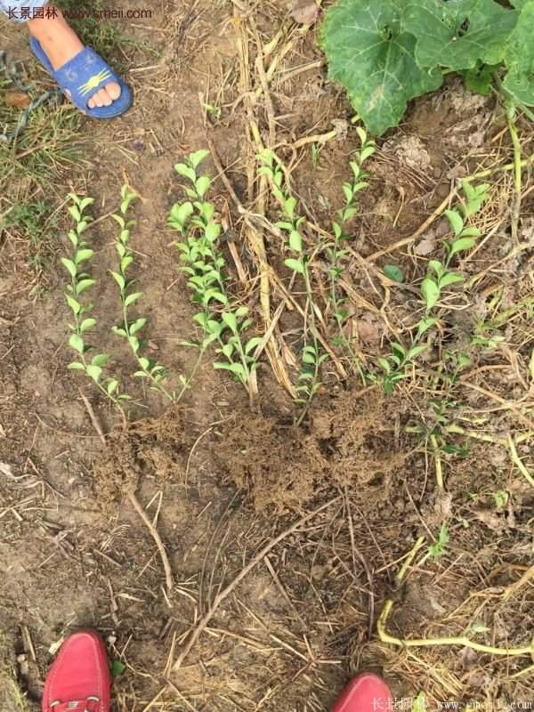 沭陽衛(wèi)矛球現(xiàn)場圖片 沭陽衛(wèi)矛球現(xiàn)場圖片