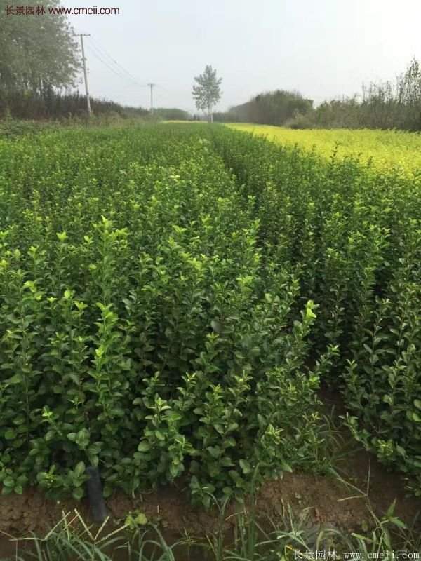 沭陽衛(wèi)矛球現(xiàn)場圖片 沭陽衛(wèi)矛球現(xiàn)場圖片