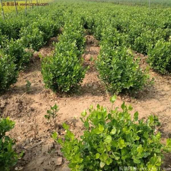 沭陽衛(wèi)矛球現(xiàn)場圖片 沭陽衛(wèi)矛球現(xiàn)場圖片