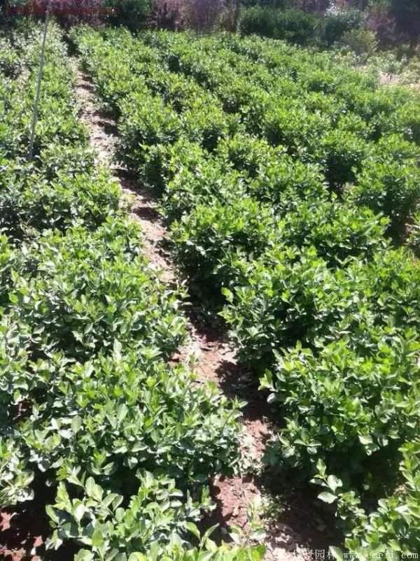 沭陽(yáng)基地衛(wèi)矛球 沭陽(yáng)基地衛(wèi)矛球