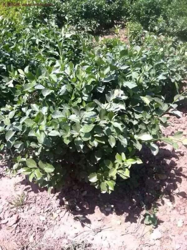 沭陽(yáng)基地衛(wèi)矛球 沭陽(yáng)基地衛(wèi)矛球