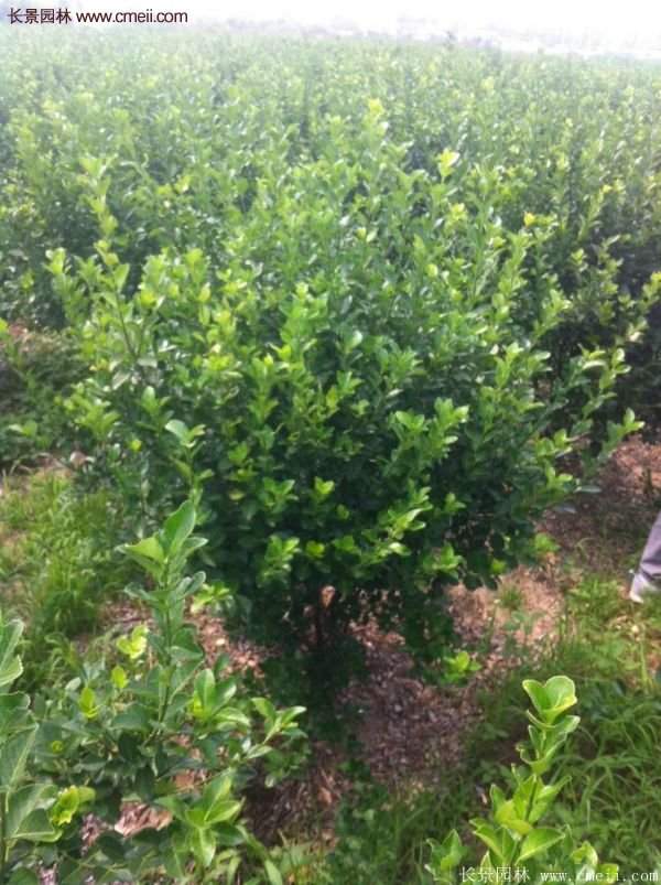 沭陽(yáng)基地衛(wèi)矛球 沭陽(yáng)基地衛(wèi)矛球