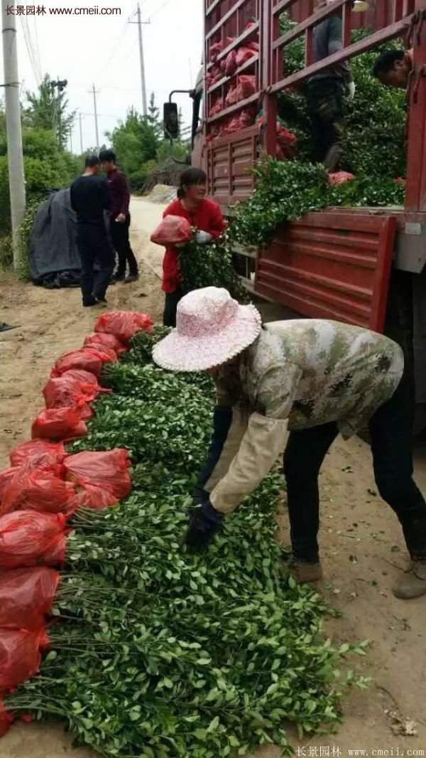 沭陽(yáng)衛(wèi)矛 沭陽(yáng)衛(wèi)矛