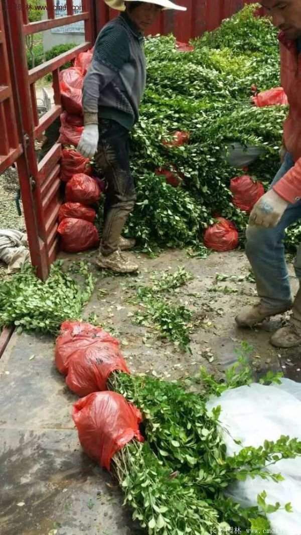 沭陽(yáng)衛(wèi)矛 沭陽(yáng)衛(wèi)矛