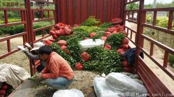 沭陽(yáng)衛(wèi)矛 沭陽(yáng)衛(wèi)矛