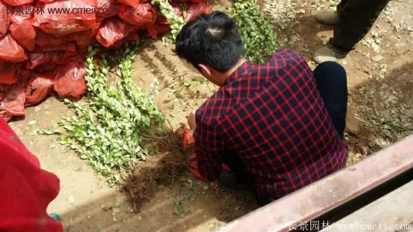 沭陽(yáng)衛(wèi)矛 沭陽(yáng)衛(wèi)矛