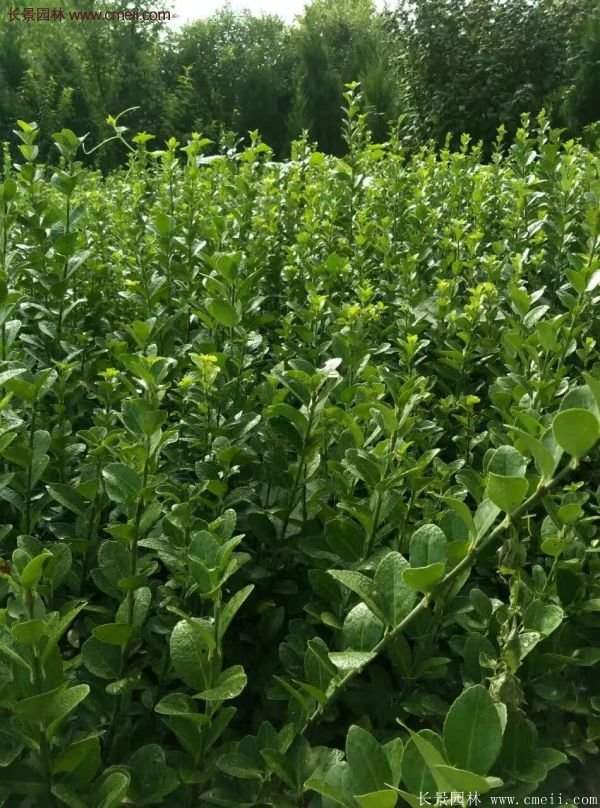 沭陽(yáng)衛(wèi)矛 沭陽(yáng)衛(wèi)矛