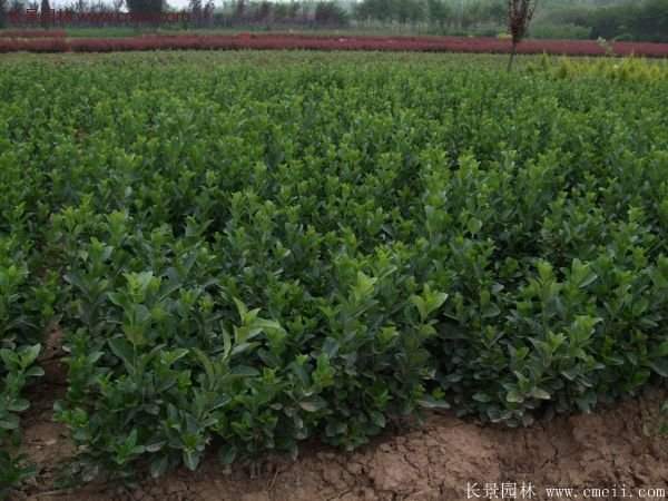 沭陽(yáng)衛(wèi)矛 沭陽(yáng)衛(wèi)矛