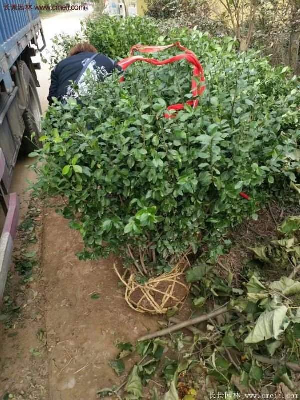 沭陽(yáng)衛(wèi)矛 沭陽(yáng)衛(wèi)矛