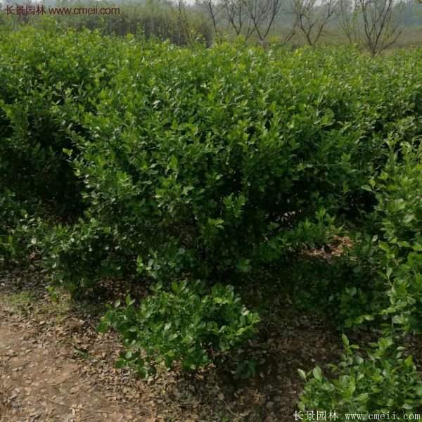 沭陽(yáng)衛(wèi)矛 沭陽(yáng)衛(wèi)矛