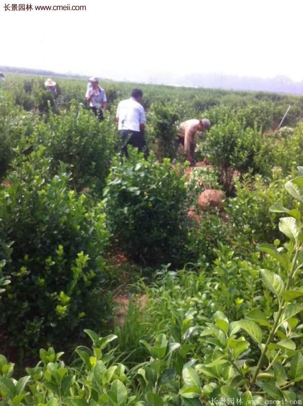 沭陽(yáng)衛(wèi)矛 沭陽(yáng)衛(wèi)矛