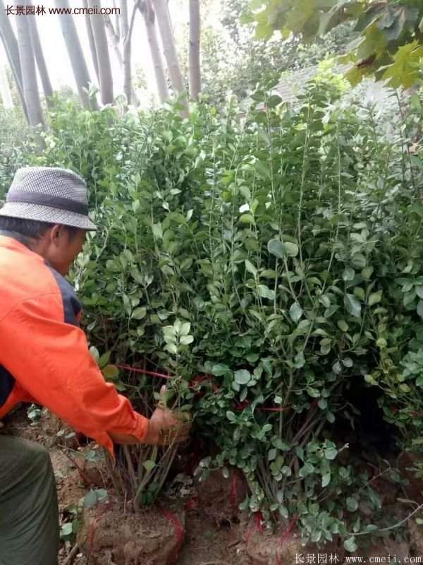 沭陽(yáng)衛(wèi)矛 沭陽(yáng)衛(wèi)矛