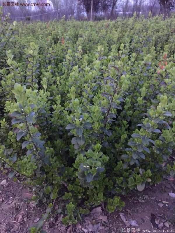 沭陽(yáng)衛(wèi)矛 沭陽(yáng)衛(wèi)矛