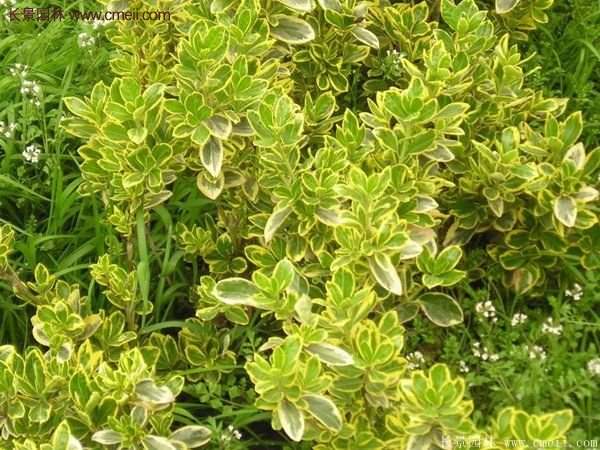 金邊黃楊色塊苗 金邊黃楊色塊苗