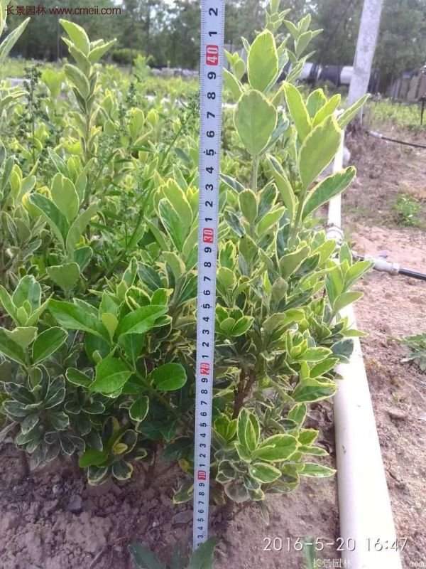 金邊黃楊球的移栽 金邊黃楊球的移栽