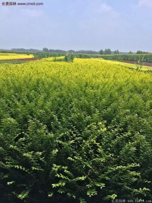 金葉女貞供應(yīng)基地