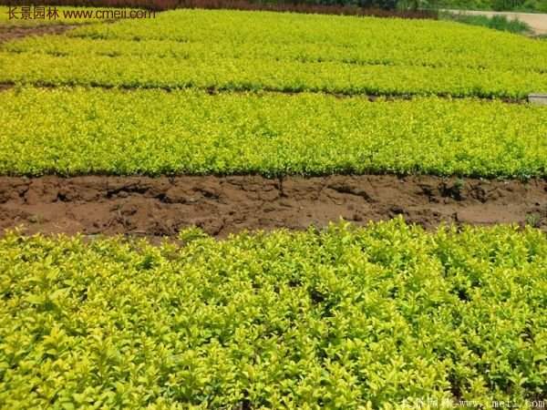 沭陽金葉女貞基地 沭陽金葉女貞基地