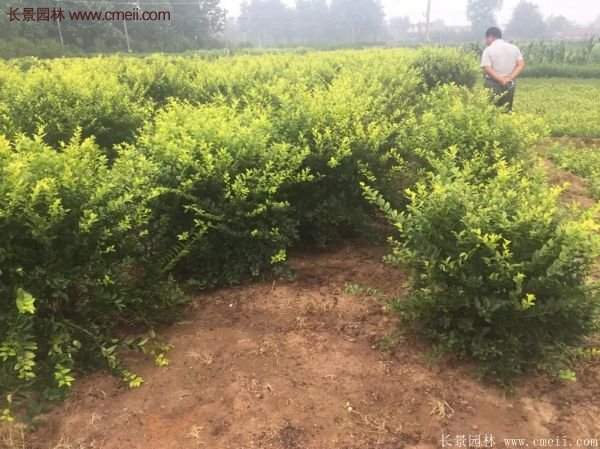 金葉女貞市場行情 金葉女貞市場行情