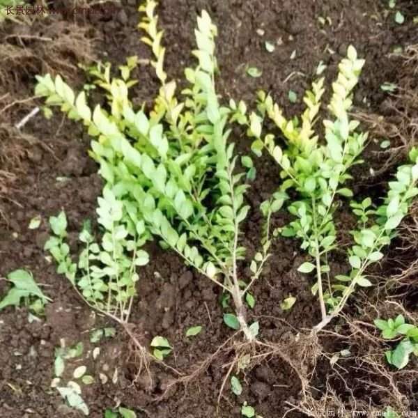 沭陽的金葉女貞基地 沭陽的金葉女貞基地