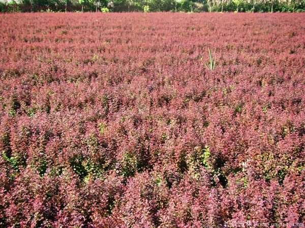 沭陽紅葉小檗苗 沭陽紅葉小檗苗