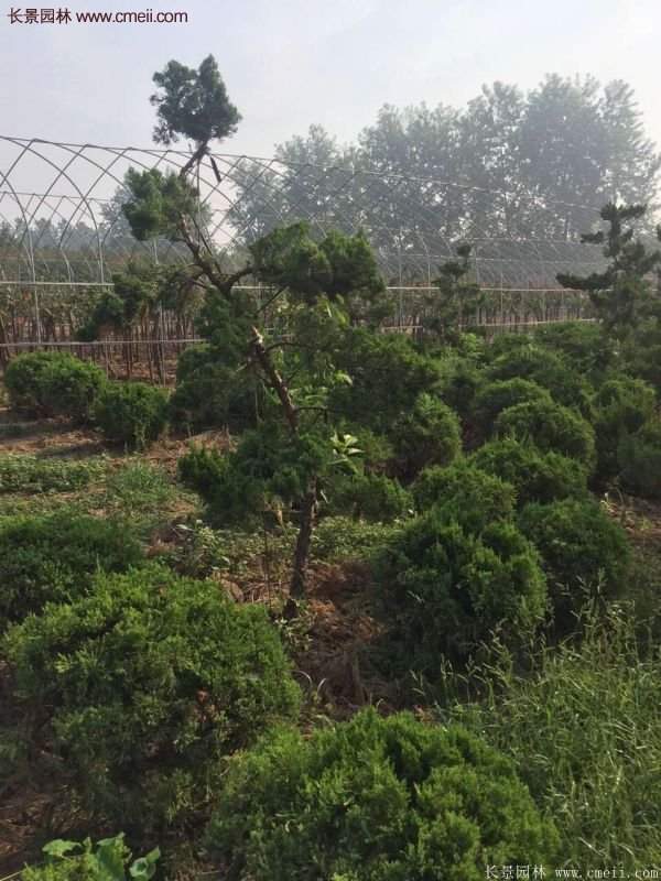 龍柏景觀樹造型