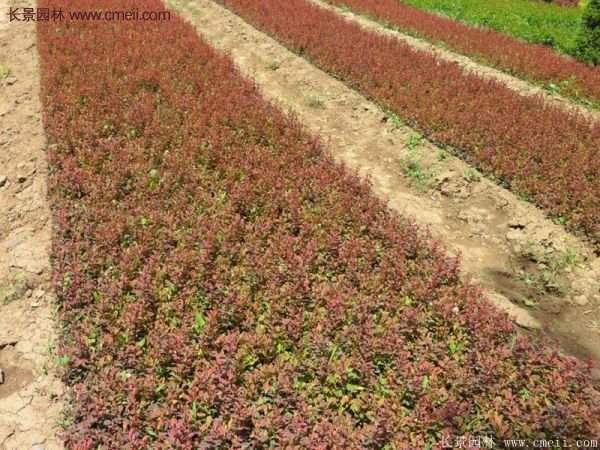 沭陽紅葉小檗 沭陽紅葉小檗
