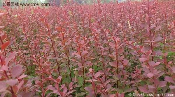 沭陽紅葉小檗 沭陽紅葉小檗