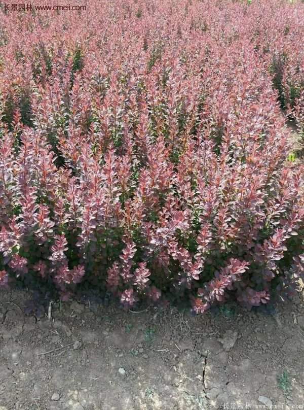 沭陽的紅葉小檗基地 沭陽的紅葉小檗基地