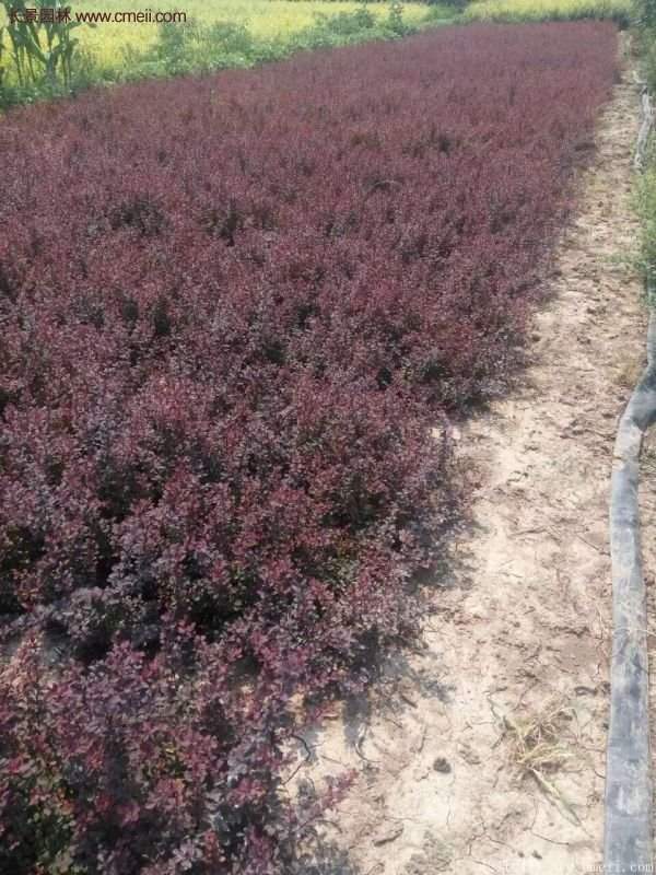 沭陽紅葉小檗價格 沭陽紅葉小檗價格