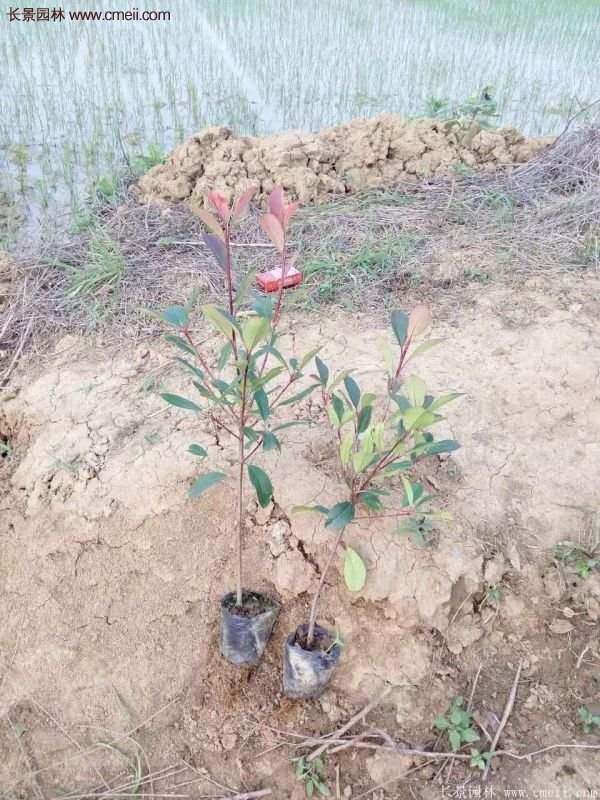 紅葉石楠小杯苗 紅葉石楠小杯苗