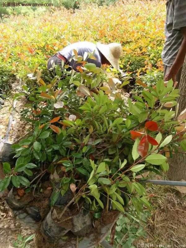 紅葉石楠小杯苗 紅葉石楠小杯苗