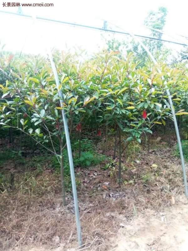 沭陽紅葉石楠基地 沭陽紅葉石楠基地