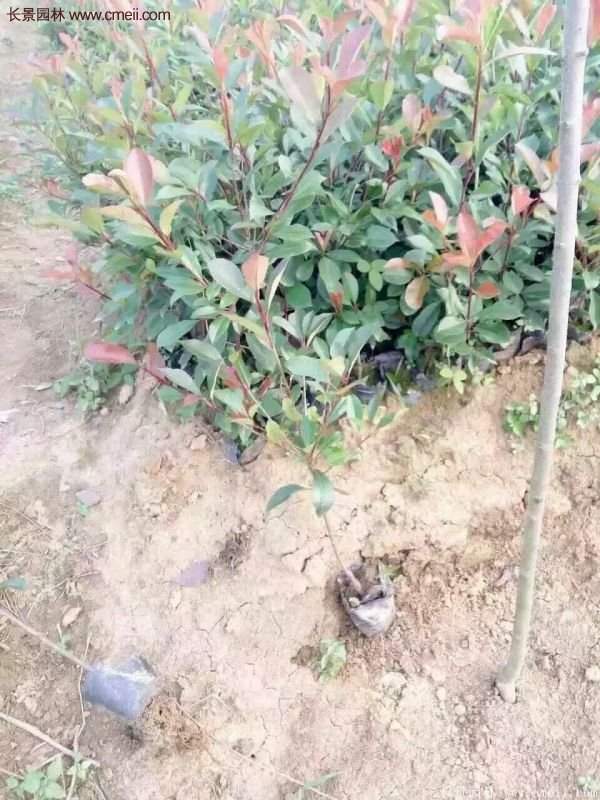 沭陽紅葉石楠基地 沭陽紅葉石楠基地